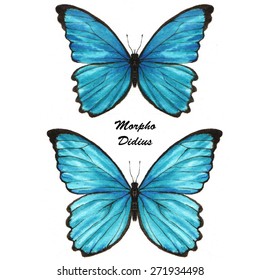 Hand drawn watercolor illustration of isolated tropical butterflies: Blue Morpho Didius.