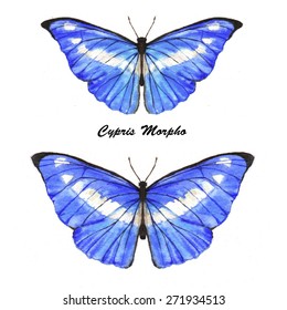 Hand drawn watercolor illustration of isolated tropical bitteflies: blue Cypris Morpho.