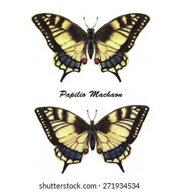 Hand drawn watercolor illustration of isolated tropical butterflies: Papilio Machaon