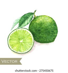 Hand drawn watercolor illustration of isolated green lime fruits on the white background in vector