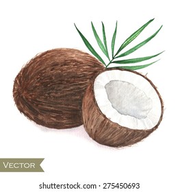 Hand drawn watercolor illustration of isolated coconut on the white background in vector