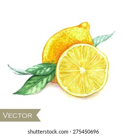 Hand drawn watercolor illustration of isolated yellow lemon and leaves on the white background in vector