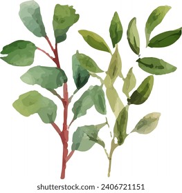 Hand drawn watercolor illustration leaf