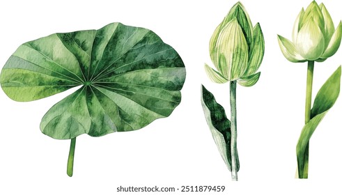 Hand drawn watercolor illustration of lotus leaves. A lotus leaves painted in watercolor.