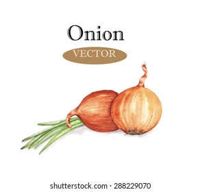 Hand drawn watercolor illustration of orange and green onion isolated on the white background in vector.