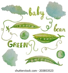 Hand drawn watercolor illustration of organic green bean background set. Vector image eps10