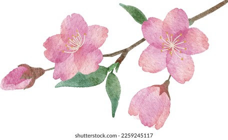Hand drawn watercolor illustration parts of cherry blossoms and branches