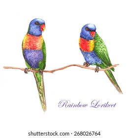 Hand drawn watercolor illustration of Rainbow lorikeet parrots on the branch. Isolated on the white background