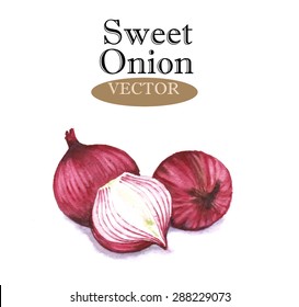 Hand drawn watercolor illustration of red sweet onion isolated on the white background in vector.