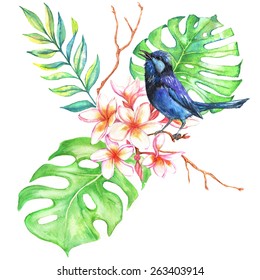Hand drawn watercolor illustration with tender tropical flowers of plumeria and blue bird isolated on the white background
