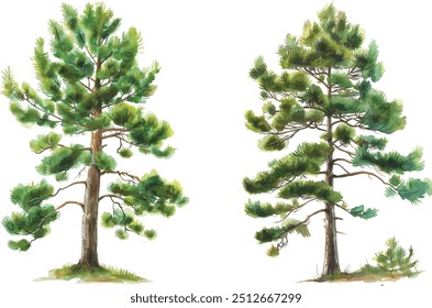 Hand drawn watercolor illustration trees isolated on white