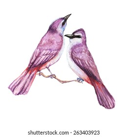 Hand drawn watercolor illustration of tropical exotic violet pair of birds on the branch.