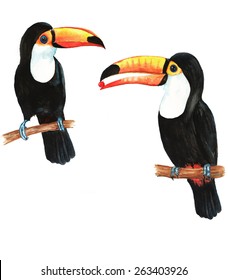 Hand drawn watercolor illustration of tropical exotic pair of black toucans birds on the branch.