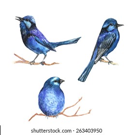 Hand drawn watercolor illustration of tropical decorative blue birds on the branches. Isolated in vector