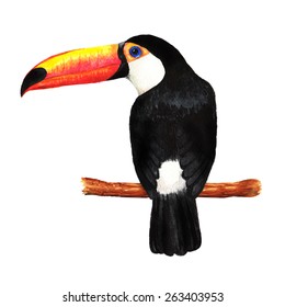 Hand drawn watercolor illustration of tropical exotic big black toucan bird on the branch.