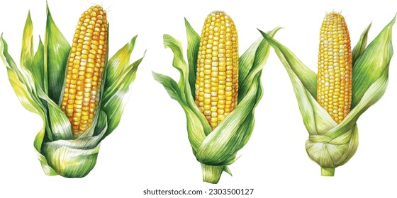 Hand drawn watercolor illustrations of corn with paint splashes. Corncob with leaf. Hand drawn watercolor painting on white background, vector illustration.