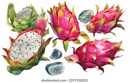 Hand drawn watercolor illustrations of dragon fruits pitaya isolated. Pitahaya sketch. Summer food illustration, tropical fruit. Healthy life style painting. Hand drawn clip art.