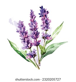 flores de lavanda de color de agua dibujadas a mano. Ilustración aislada de hierbas ecológicas naturales sobre fondo blanco, ilustración vectorial