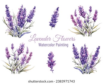 Hand drawn Watercolor lavender flowers Set Collection. Isolated eco natural herbs illustration on white background, vector purple Lavender illustration