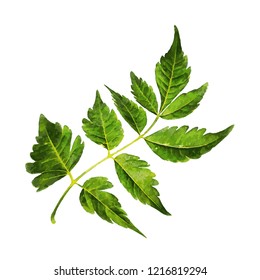 Hand Drawn Watercolor Leafs 