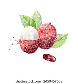 Hand Drawn Watercolor lychee Fruit. Vector illustration.