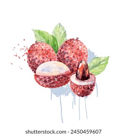 Hand Drawn Watercolor lychee Fruit. Vector illustration.