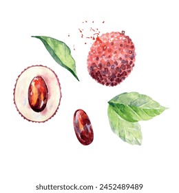 Hand Drawn Watercolor lychee Fruit. Vector illustration.