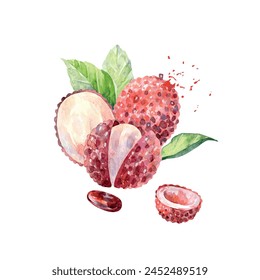 Hand Drawn Watercolor lychee Fruit. Vector illustration.