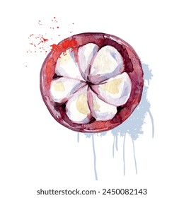 Acuarela dibujada a mano Mangosteen Fruit. Ilustración vectorial.