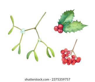 Hand drawn watercolor mistletoe, holly pland and rowan. Vecor isolared watercolor mistletoe, holly and rowanberry.