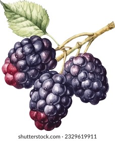 Hand drawn watercolor painting blackberry on white background. Blackberry vector