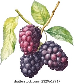 Hand drawn watercolor painting blackberry on white background. Blackberry vector