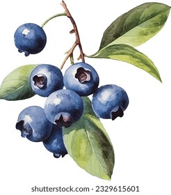 Hand drawn watercolor painting blueberry on white background. Blueberry vector.