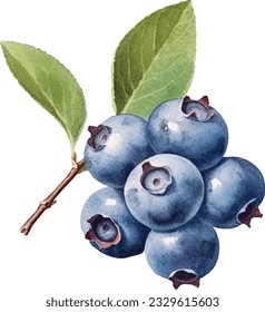 Hand drawn watercolor painting blueberry on white background. Blueberry vector.