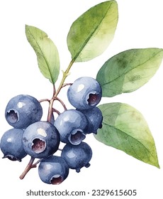 Hand drawn watercolor painting blueberry on white background. Blueberry vector.