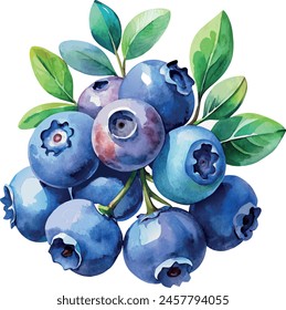 hand drawn watercolor painting blueberry on white background