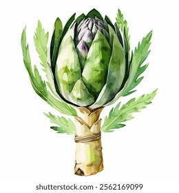 Hand drawn watercolor painting of a Fresh artichoke. Raw green vegetable. Natural organic veggie ingredient. Vector illustration isolated on white background