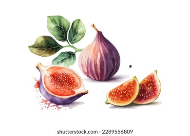 Hand drawn watercolor painting fruit fig. Vector illustration desing.