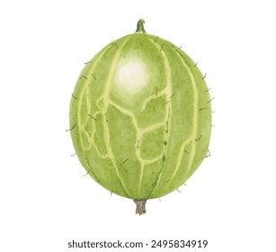 Hand drawn watercolor painting of gooseberry. Vector illustration