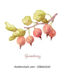 Hand drawn watercolor painting of gooseberry. Vector illustration on white background, eps10