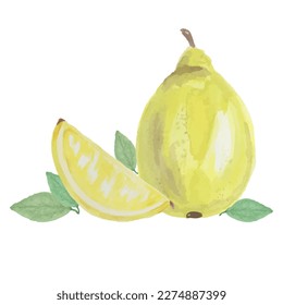 Hand drawn watercolor painting lemon on white background