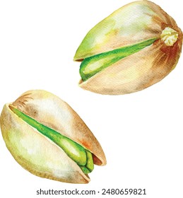 Hand drawn watercolor painting nut on white background. Vector trace illustration of pistachios