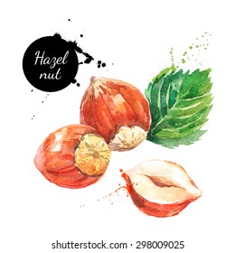 Hand drawn watercolor painting nut on white background. Vector trace illustration of hazelnut