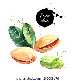 Hand drawn watercolor painting nut on white background. Vector trace illustration of pistachios