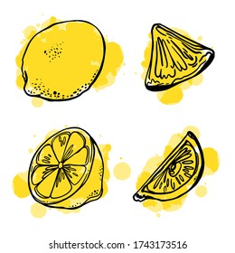 Hand drawn watercolor painting on white background. Vector illustration of fruit lemon. set