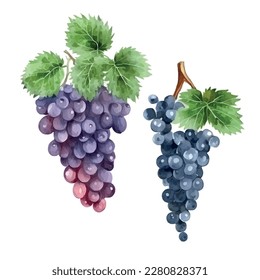 Pintura acuarela dibujada a mano sobre fondo blanco. Ilustración vectorial de uvas de fruta