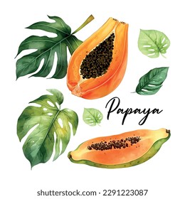 Handgezeichnete Aquarellmalerei auf weißem Hintergrund. Vektorgrafik von Obstpapaya