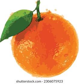 Hand drawn watercolor painting on white background. Vector illustration of fruit orange