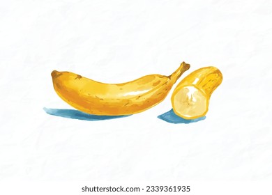 Hand drawn watercolor painting on white background. Vector illustration of fruit banana.