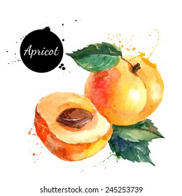 Hand drawn watercolor painting on white background. Vector illustration of fruit apricot